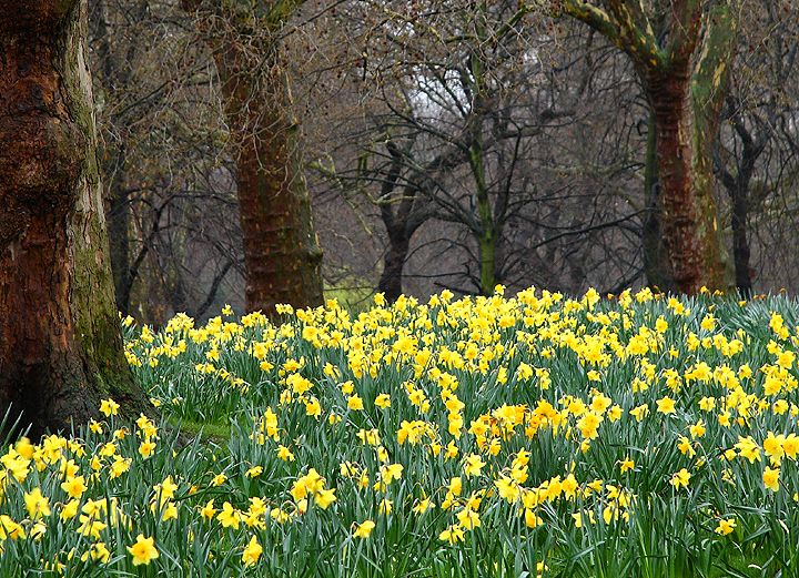 Spring in the Park