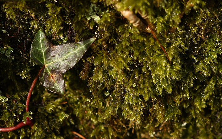 Little Leaf