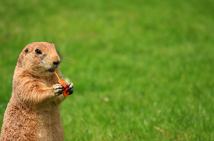 Cute Little Marmot 2