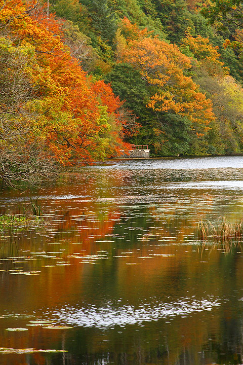Autumn Reflected