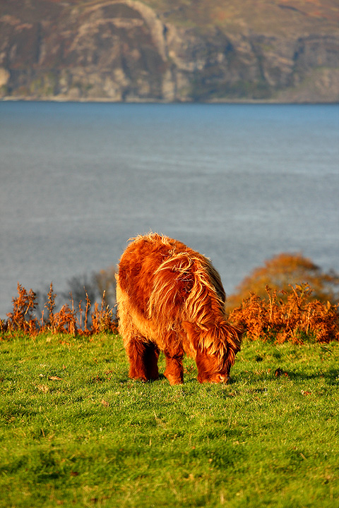 Baby Heilan Coo