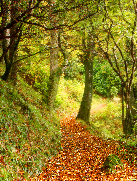 Through the trees