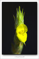flower.jpg