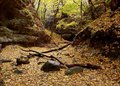 Woodland Serenity.JPG