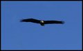 In Flight.JPG
