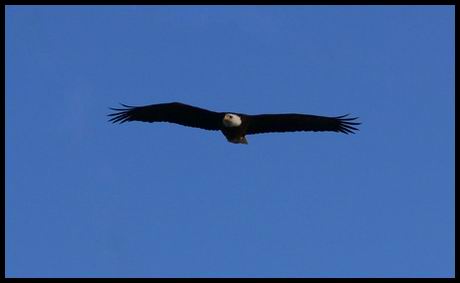 In Flight.JPG