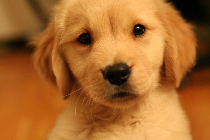 puppy-01.jpg