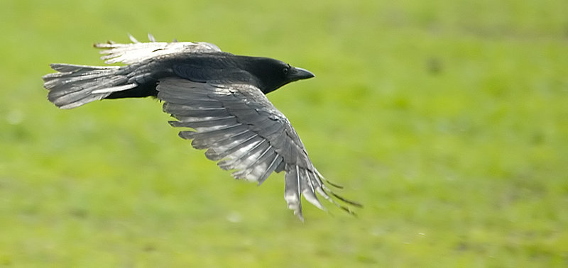 blackbird.jpg
