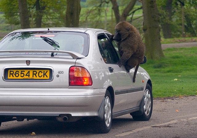 Baboon1.jpg