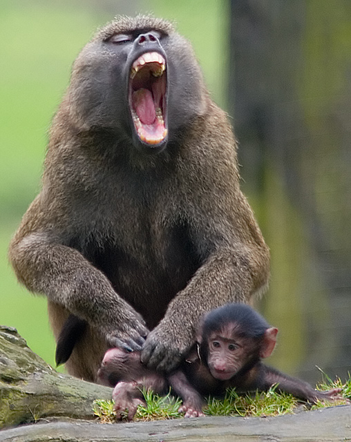 Baboon2.jpg