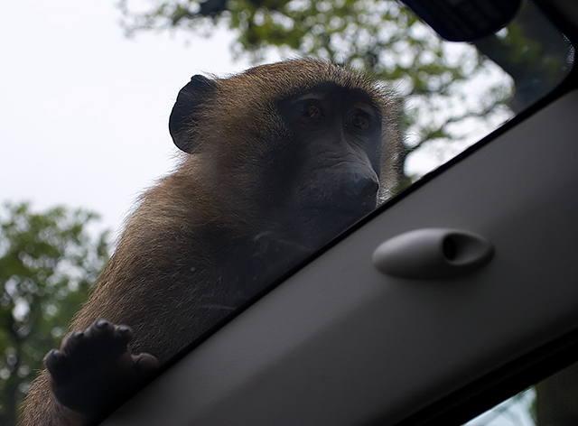 Baboon3.jpg