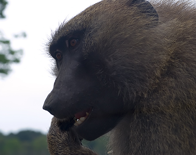 Baboon4.jpg