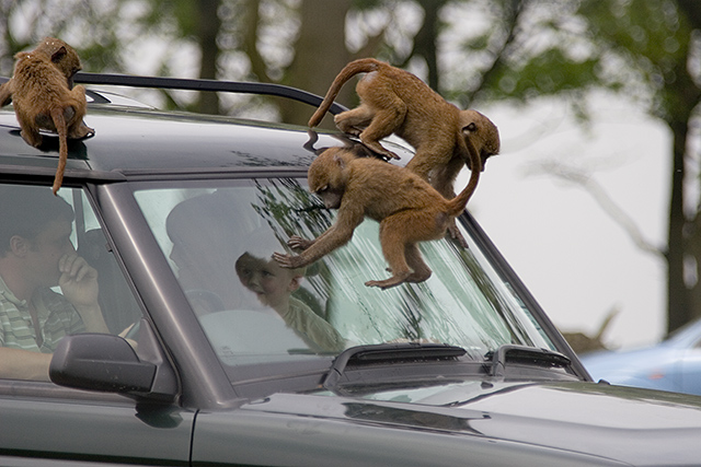 Baboon5.jpg