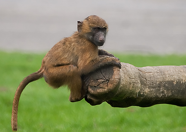 Baboon6.jpg