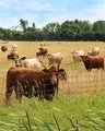 cows 