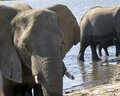 Chobe Elephant