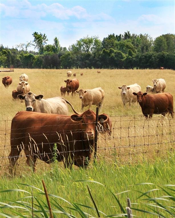 cows 
