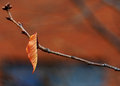 Single Leaf