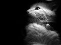 in the spotlight