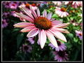 Blooming Beauty