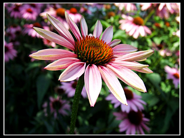 Blooming Beauty