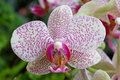 Phalaenopsis