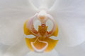 Kew Gardens