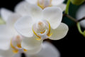 Kew Gardens