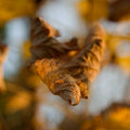 Golden Brown