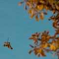 Falling Leaf