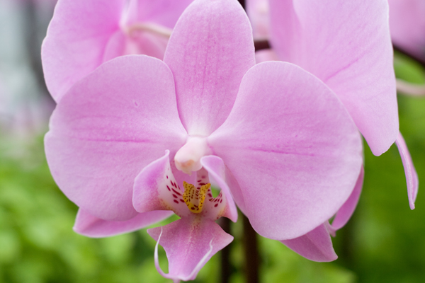 Phalaenopsis