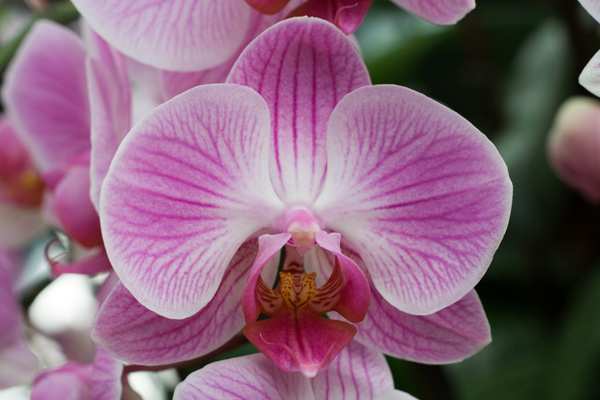 Phalaenopsis