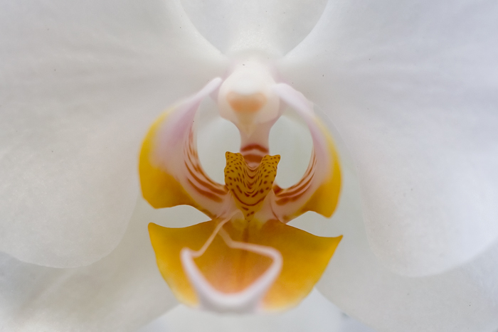 Kew Gardens
