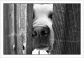 Curious Best Friend B&W