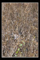 Camouflage