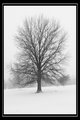 Alone in the Snow Storm