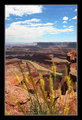 Dead Horse Point II