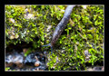 Slither