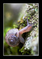 Snail