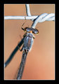 Damselfly