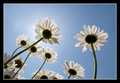 Daisy Eclipse