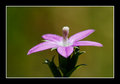 Wild flower
