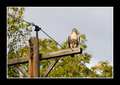 Redtail hawk