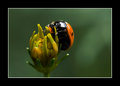 Lady Bug II
