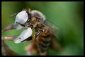 Bee 4
