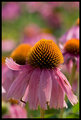 Flower 3
