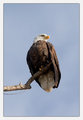 Bald Eagle III
