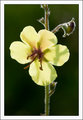 Moth Mullein 