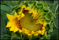 Emerging Sunflower