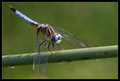 Dragonfly VII
